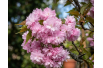 Japanse Treurkers – Prunus serrulata Kiku Shidare Zakura - Jardins du Monde be