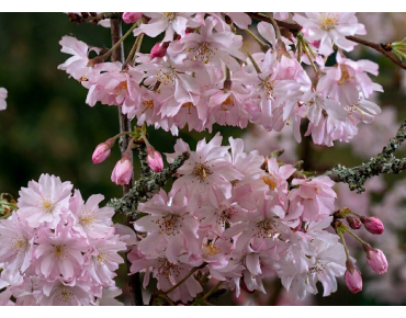 Roze winterkers – Prunus subhirtella 'Autumnalis Rosea' - Jardins du Monde be