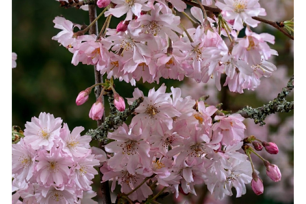 Rosa Winterkirsche Autumnalis – Prunus subhirtella 'Autumnalis Rosea' - Jardins du Monde be