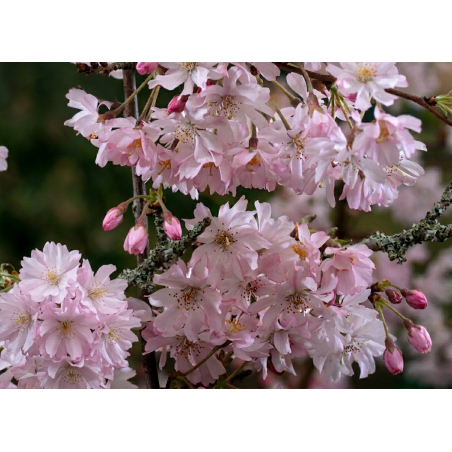 Cerisier du Japon à fleurs d’automne roses – Prunus subhirtella 'Autumnalis Rosea' - Jardins du Monde be
