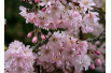 Pink Winter-flowering cherry – Prunus subhirtella 'Autumnalis Rosea' - Jardins du Monde be