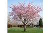 Roze winterkers – Prunus subhirtella 'Autumnalis Rosea' - Jardins du Monde be