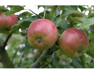 Pommier Boskoop Rouge - Malus domestica 'Boskoop Rouge' - Jardins du Monde be