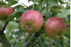Red Boskoop Apple Tree – Malus domestica 'Boskoop Rouge' - Jardins du Monde be