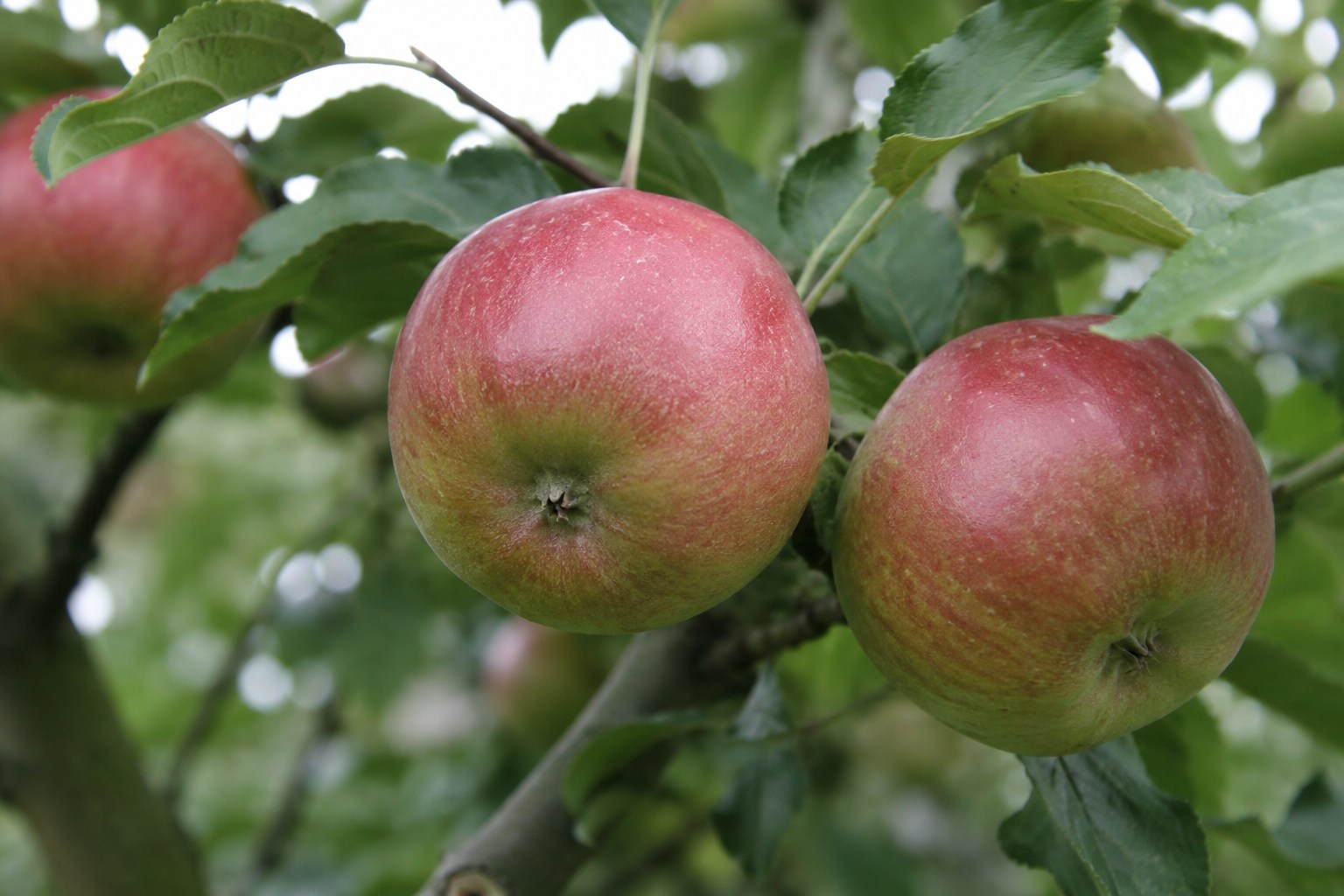 Rode Boskoop Appelboom – Malus domestica 'Boskoop Rouge'