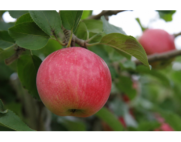 Apfelbaum Melrose - Malus domestica Melrose - Jardins du Monde be