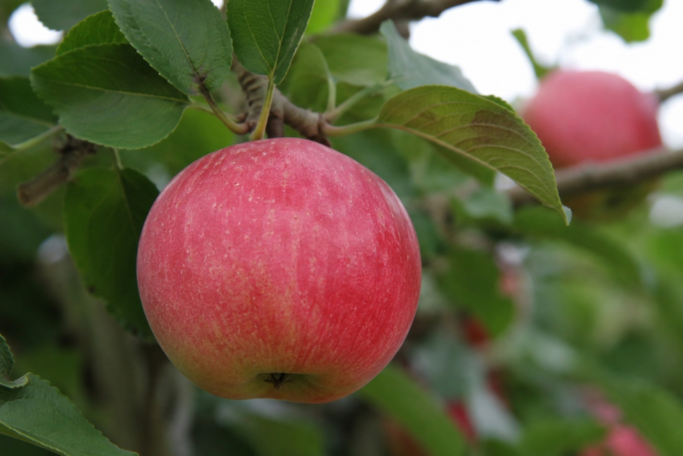 Apfelbaum Melrose - Malus domestica Melrose - Jardins du Monde be