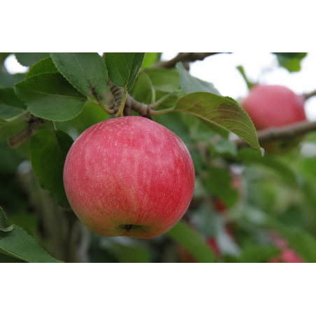 Apfelbaum Melrose - Malus domestica Melrose - Jardins du Monde be