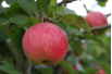 Apfelbaum Melrose - Malus domestica Melrose - Jardins du Monde be