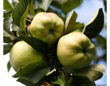 Apfelbaum Calville Blanche d’Hiver - Malus domestica Calville Blanche d’Hiver - Jardins du Monde be