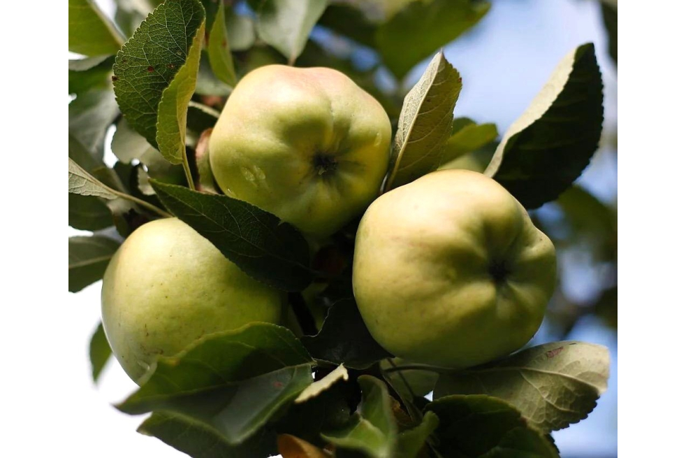 Calville Blanche d’Hiver apple tree - Malus domestica Calville Blanche d’Hiver - Jardins du Monde be