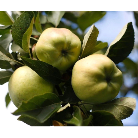 Calville Blanche d’Hiver apple tree - Malus domestica Calville Blanche d’Hiver - Jardins du Monde be
