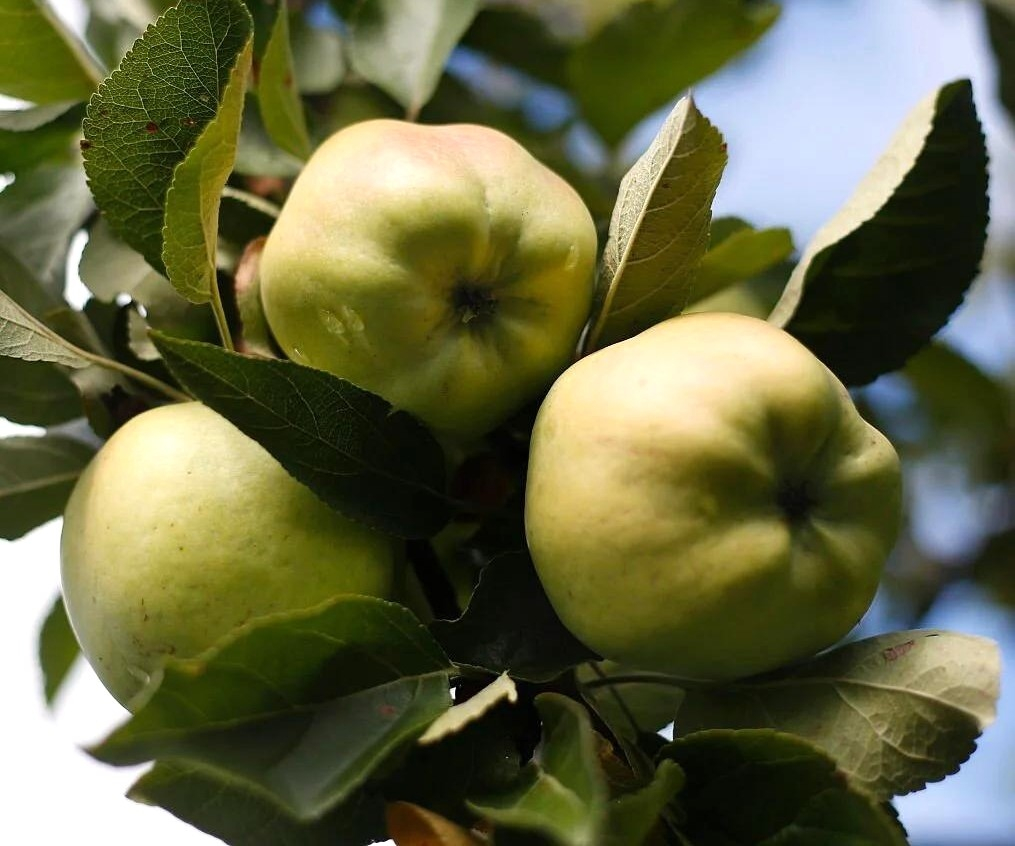 Pommier Calville Blanche d’Hiver - Malus domestica Calville Blanche d’Hiver