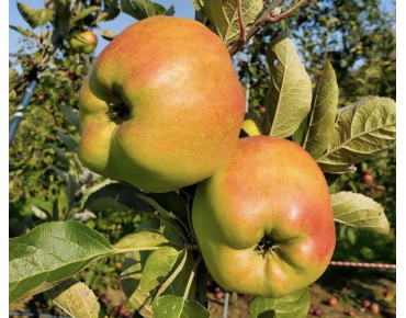 Calville Blanche d’Hiver Appelboom - Malus domestica Calville Blanche d’Hiver - Jardins du Monde be