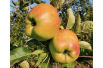 Calville Blanche d’Hiver Appelboom - Malus domestica Calville Blanche d’Hiver - Jardins du Monde be