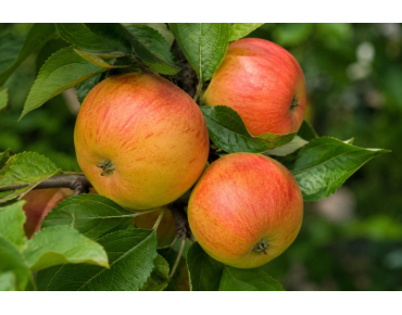Cox's Orange Pippin apple tree - Malus domestica Cox's Orange Pippin - Jardins du Monde be