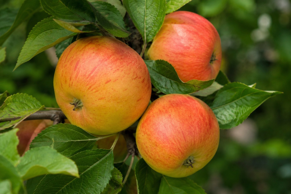 Cox's Orange Pippin Appelboom - Malus domestica Cox's Orange Pippin - Jardins du Monde be