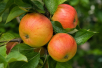 Cox's Orange Pippin Appelboom - Malus domestica Cox's Orange Pippin - Jardins du Monde be