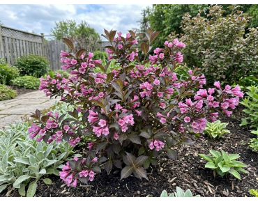 Weigelia nain Foliis Purpureis – Weigela florida 'Foliis Purpureis' - Jardins du Monde be