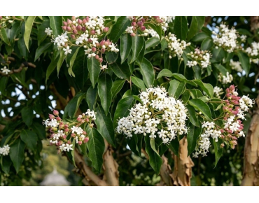 Sieben-Söhne-des-Himmels-Strauch - Heptacodium miconioides - Jardins du Monde be