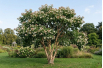 Zevenzonenboom - Heptacodium miconioides - Jardins du Monde be