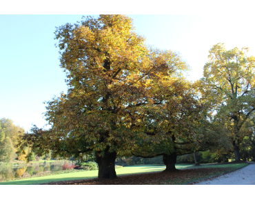 Spanish Chestnut - Castanea Sativa