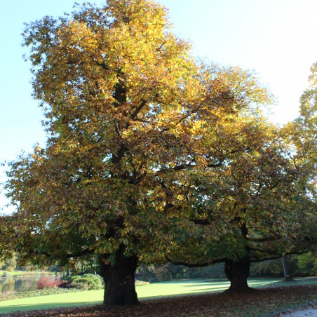 Spanish Chestnut - Castanea Sativa