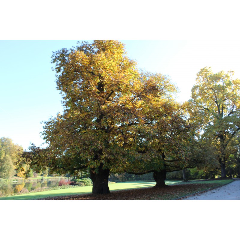 Châtaignier Castanea Sativa
