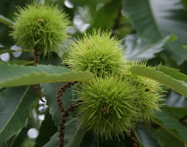 Spanish Chestnut