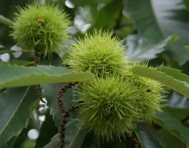 Spanish Chestnut