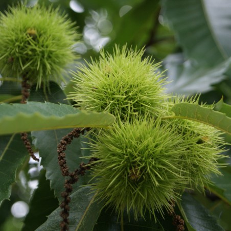 Edelkastanie - Castanea Sativa