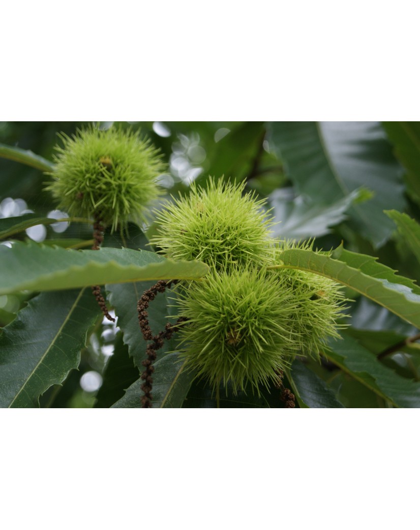 Spanish Chestnut Castanea Sativa