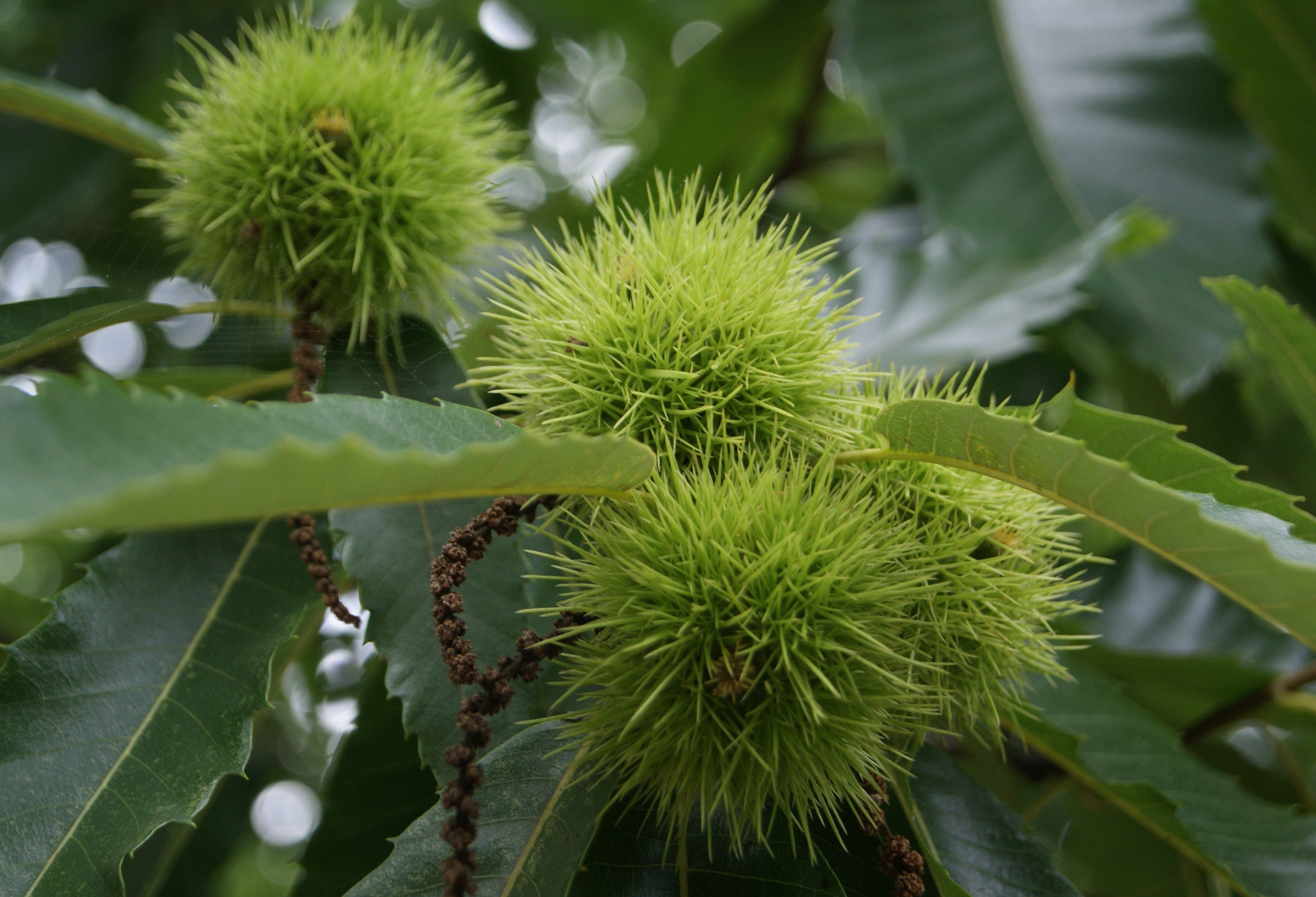 Spanish Chestnut