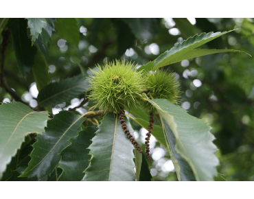 Spanish Chestnut - Castanea Sativa