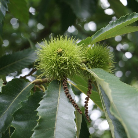 Spanish Chestnut - Castanea Sativa