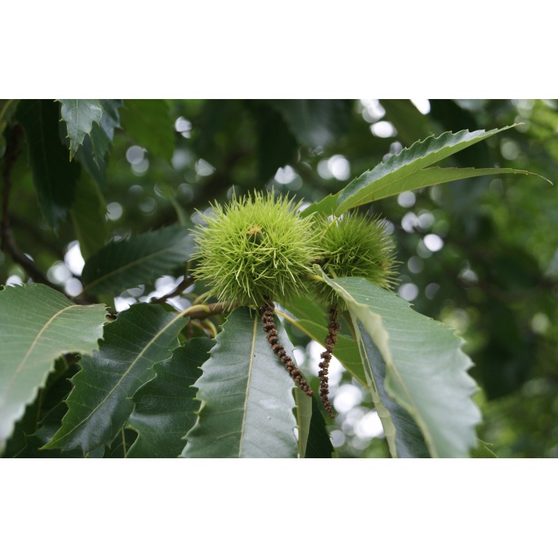 chestnuts in spanish