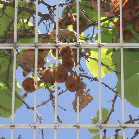 Kiwi selbstfruchtbar Auto Solo - Actinidia deliciosa Auto Solo