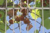 Kiwi selbstfruchtbar Solissimo® - Actinidia deliciosa Solissimo®