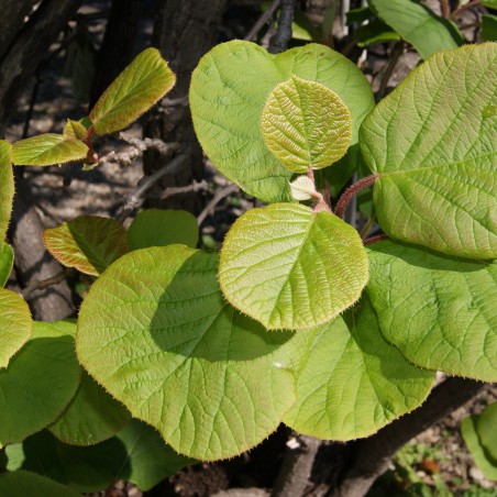 kiwi fruit plant self-fertile - Actinidia deliciosa Auto Solo