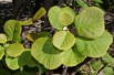 Kiwi autofertile Solissimo® - Actinidia deliciosa Solissimo®