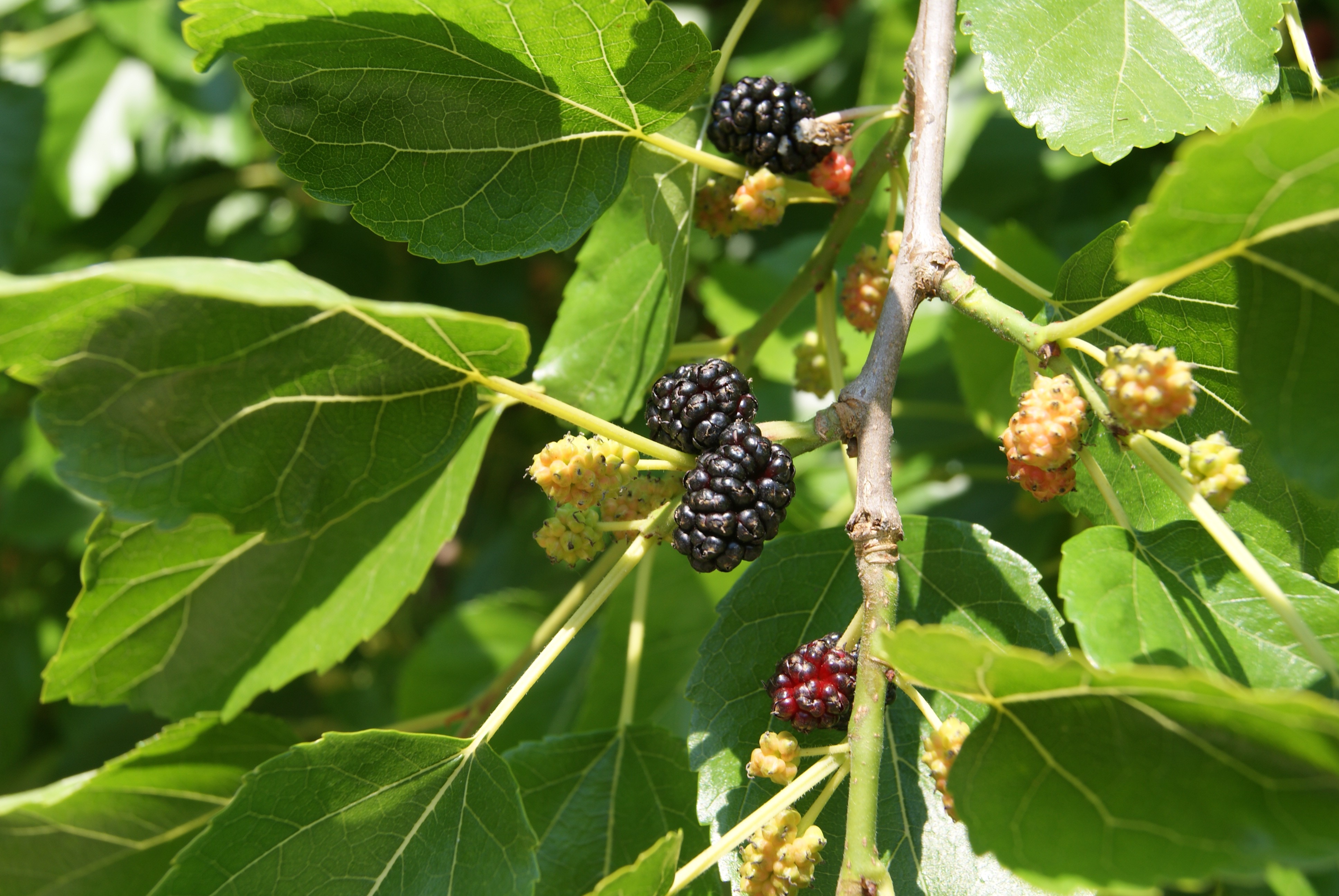 White mulberry tree
