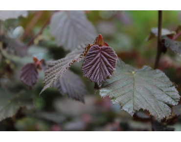 Purple Hazel tree  - Corylus  maxima Atropurpurea