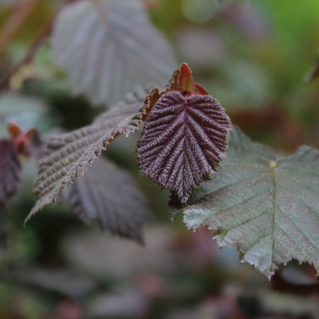 Noisetier pourpre - Corylus maxima Atropurpurea