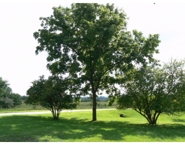 Zwarte walnoot of Zwarte noot - Juglans Nigra