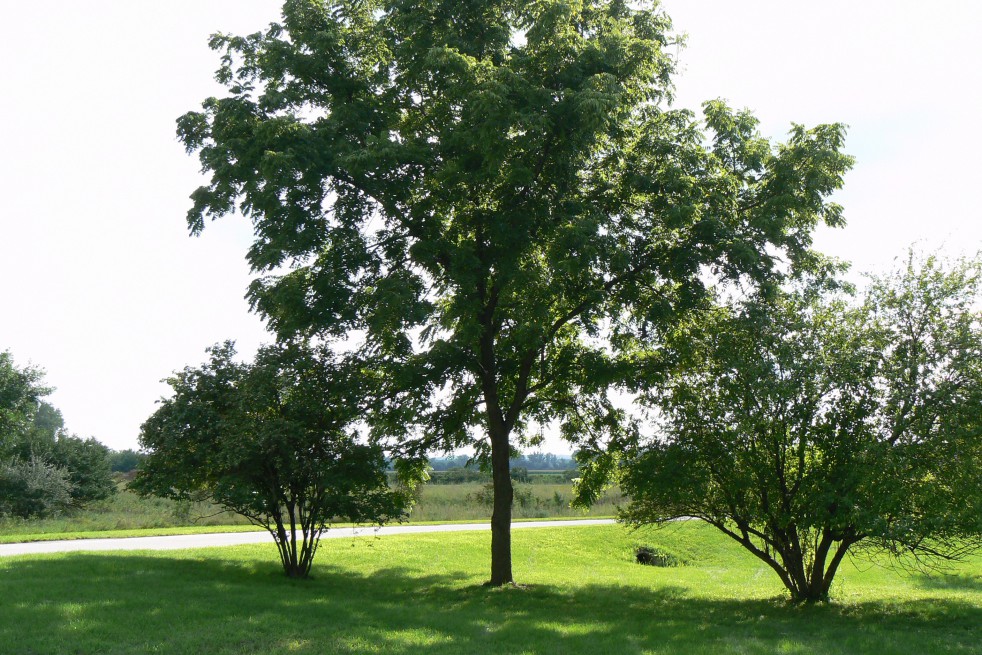 Black walnut - Juglans Nigra