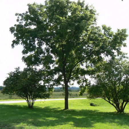 Zwarte walnoot of Zwarte noot - Juglans Nigra