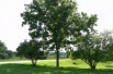 Black walnut - Juglans Nigra