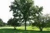 Black walnut - Juglans Nigra