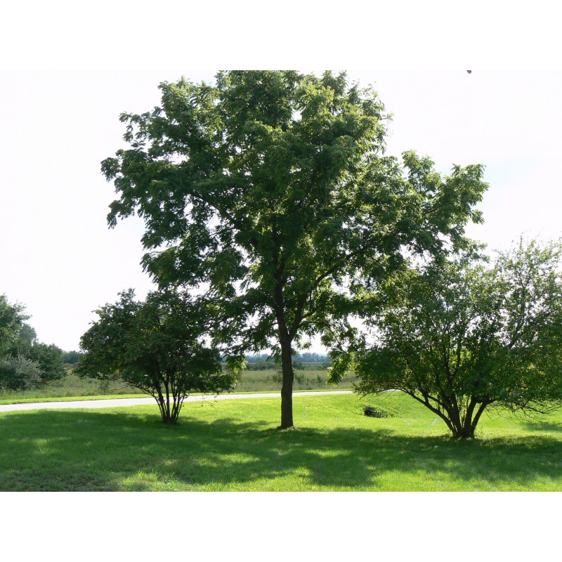Noyer noir Noyer d'Amérique Juglans Nigra — free download