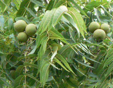 Black walnut - Juglans Nigra
